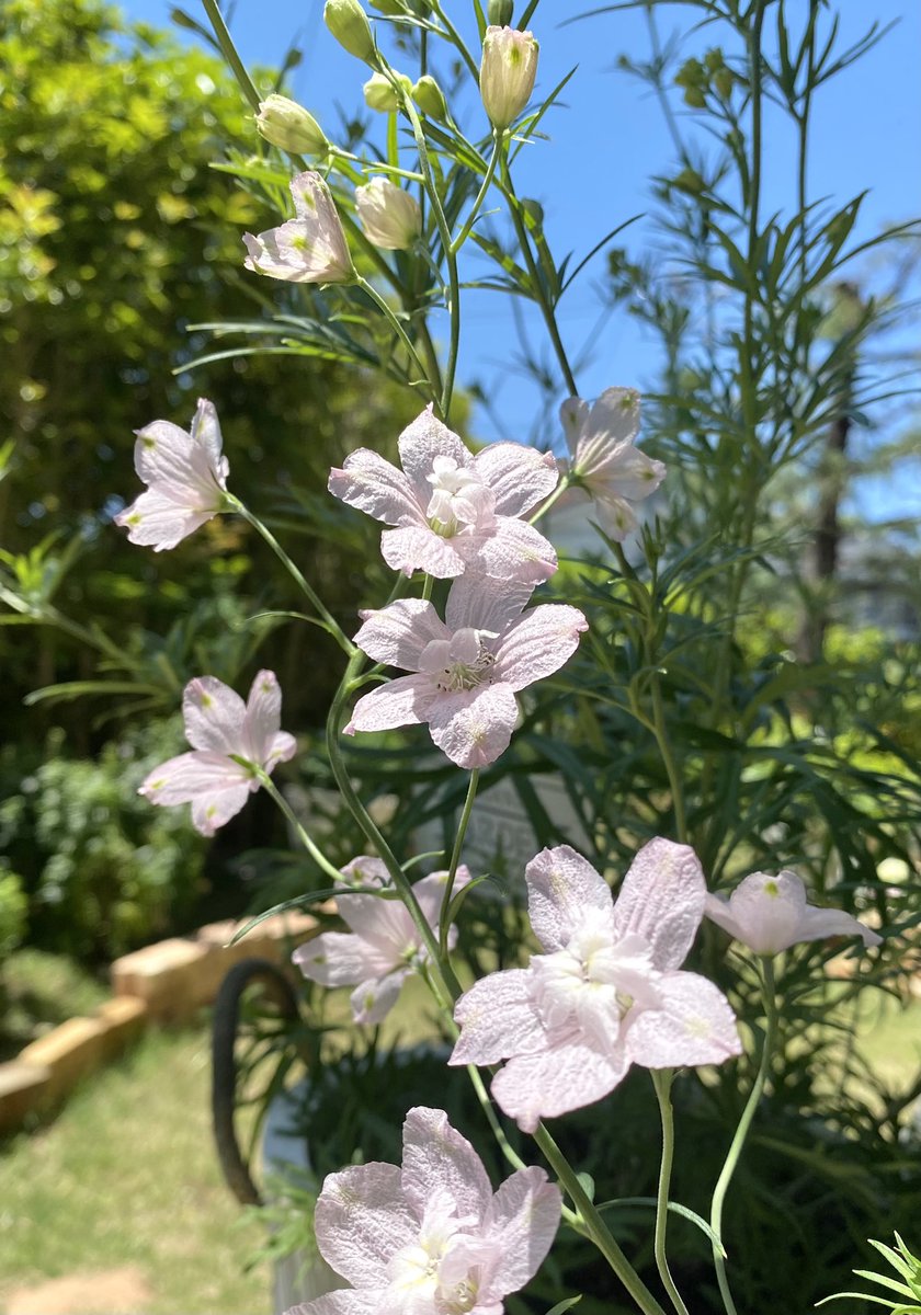 デルフィニウム