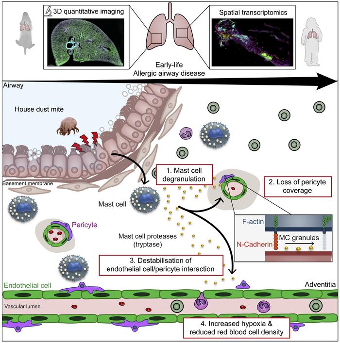 Read the latest #SMIMemberPaper from Regis Joulia @RegisJoulia and Clare Lloyd @lloyd_lab on the impact of allergens on early-life lung immune responses and how mast cell influence vascular remodeling. jci.org/articles/view/…