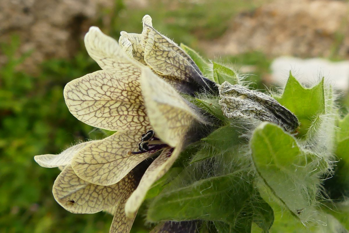 Hoy me he llevado una gran  alegria, hacìa muchos años que no  encontraba tantas matas de #Beleño La floracion es espectacular de preciosa. Hyoscyamus niger, recuerdos de mi niñez, de mis juegos, donde aprendi alguna pócima del oficio 
🧚