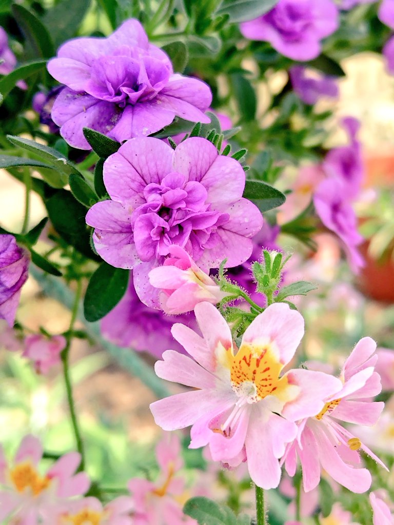 ☆おはようございます
☆5月17日
☆金曜日
#写真好きな人と繋がりたい 
#写真撮ってる人と繋がりたい 
#写真で伝える私の世界 
☆花が好き
#花が好きな人と繋がりたい 
#TLを花でいっぱいにしよう 
#キリトリノセカイ