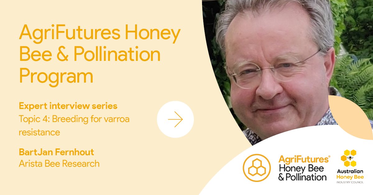 AgriFuturesAU's tweet photo. Is Australia a “varroa paradise”? 🐝 BartJan Fernhout, Chairman, Arista Bee Research, joins us to discuss #honeybeebreeding for #varroa resistance in our fourth instalment in the #varroamanagement expert interview series.

Visit https://t.co/gedeVP1p51 to watch the interview 💡🎙️ https://t.co/IKhs7de5B4