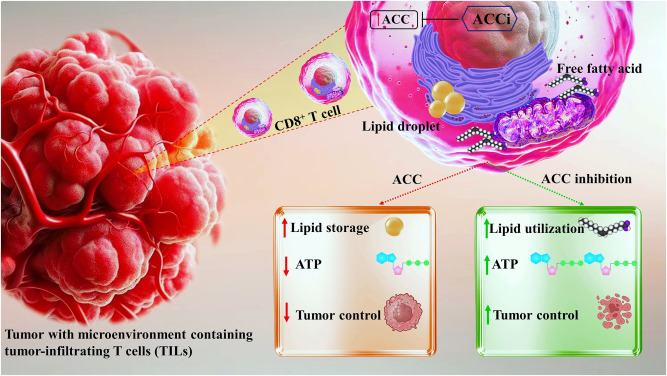 Targeting metabolic circuitry to supercharge CD8+ T cell antitumor responses dlvr.it/T6zwjG