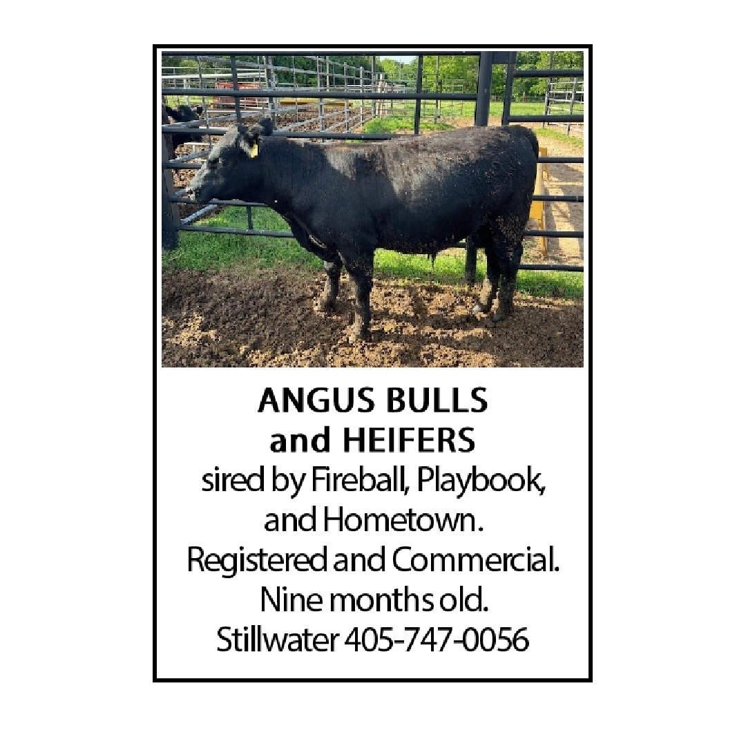 Angus Bulls & Heifers! Give them a call at 405-747-0056 Stillwater OK
#betterinoklahoma #printadvertising #madeinoklahoma #printedinoklahoma #cattle #cattleforsale #anguscattle #classifiedswork #TheRightChoice