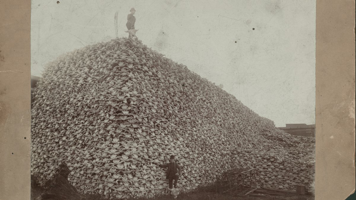 National Geographic's page on the American Bison said nearly 50 million bison were killed by settlers in the 19th century. This photo of their skulls is real. snopes.com/fact-check/rea…
