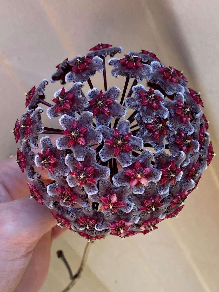 I’m in love with this Hoya flower 🌸 It’s mesmerizing 🥹