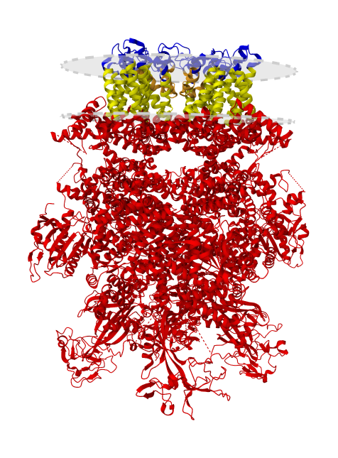 Cryo-EM structure of TRPM2 chanzyme in the presence of Magnesium, Adenosine monophosphate, and Ribose-5-phosphate. Check the #cryoEM #structure of these #membrane #proteins in the UniTmp database.

pdbtm.unitmp.org/entry/8sr7