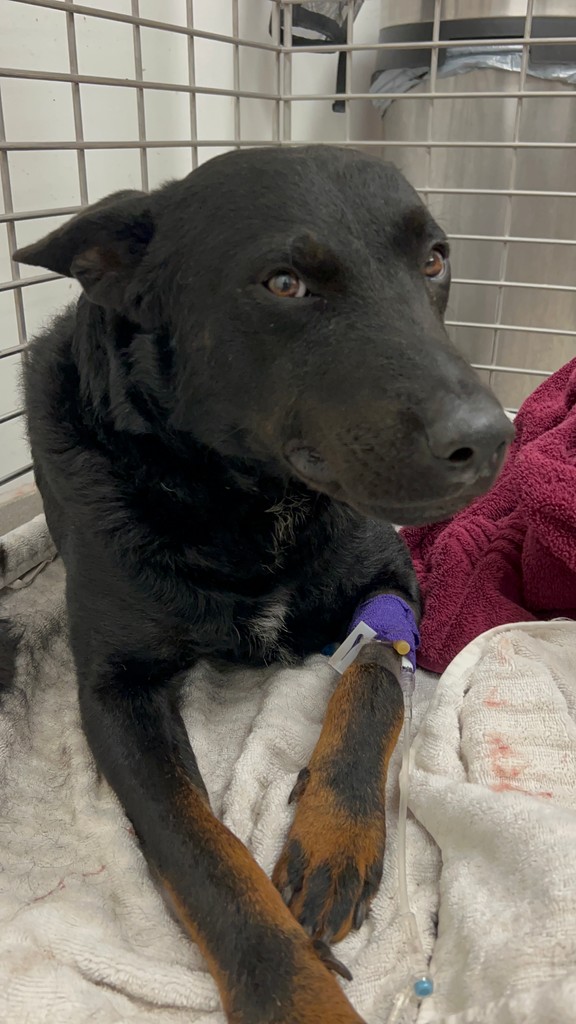 #AACStrayoftheDay This sweet bubba was picked up by one of our Animal Protection Officers after being hit by a car. He was found on Springdale St in 78701. Email animal.reclaim@austintexas.gov if you know who his family is. ID A904898