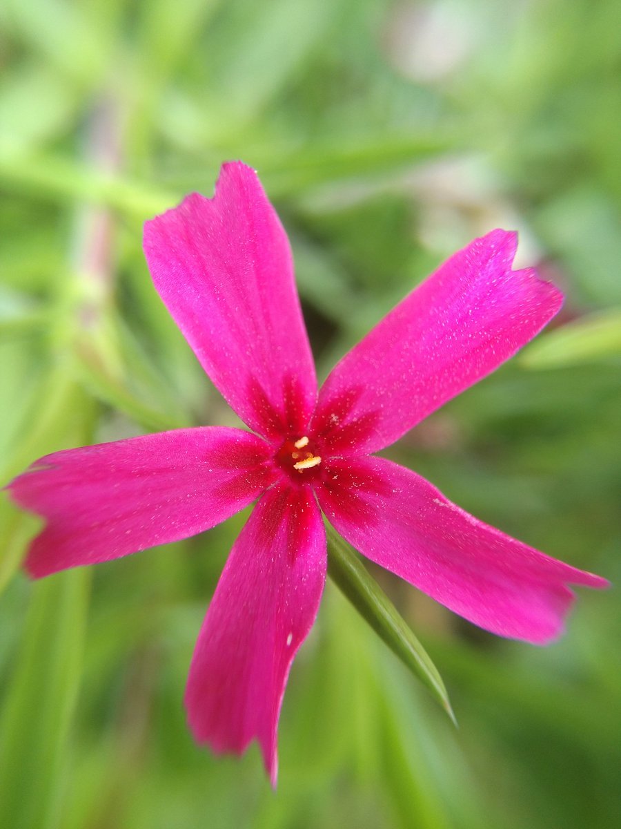 sa71to's tweet image. ♫
愛した
男たちを
かがやきに
替えて♪

#セーラー服と機関銃
#来生えつこ

作曲 : 来生たかお

  歌   : 薬師丸ひろ子

  🧳٩( ˶&apos;ᵕ&apos;˶)/ ➷➷ ｶｲｶ…ﾝ
*