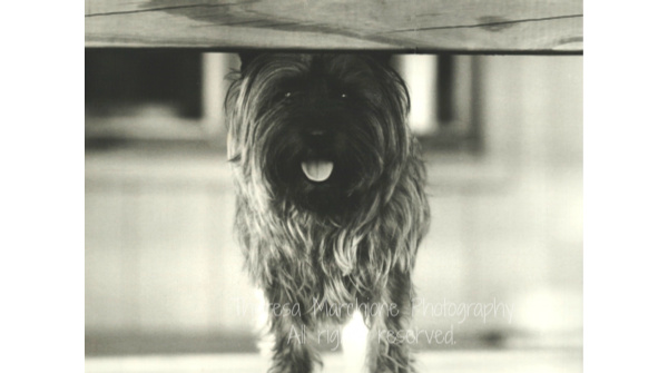 “SAM BEHIND FENCE” Print With Mat, Or Print Only - FREE SHIPPING ►etsy.me/3mtr64H — #blackandwhitephotography #animalphotography #photography #DogsofTwittter #dogportrait #etsyshop #FreeShipping #photographylover #Cairns #Toto