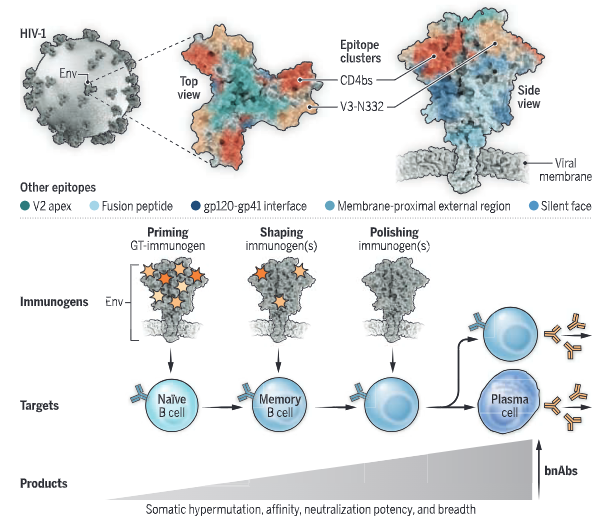 Four new studies inform on the multistep path to generate broadly active HIV-1 antibodies <a href="/ScienceMagazine/">Science Magazine</a> commentary on 4 studies out today in Science <a href="/SciImmunology/">Science Immunology</a> &amp; <a href="/ScienceTM/">Science Translational Medicine</a>