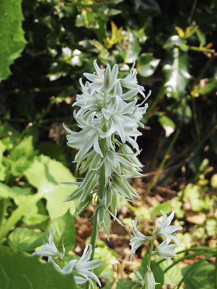 The silvery-white flowers of Ornithogalum nutans (drooping star of Bethlehem) are so beautiful. Quite an eye catching bulb.