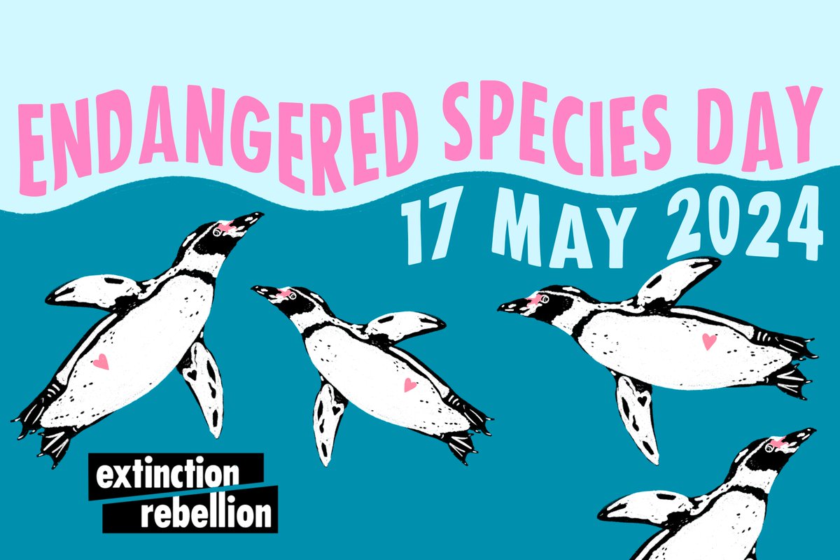 CtxRebellion's tweet photo. It's Endangered Species Day today: listen to Judy share why we are raising the alarm about the African Penguin. #NOOW #africanpenguin #conservation #litigation #biodiversity

https://t.co/ZQZMbgIghQ https://t.co/g9kQztOesr