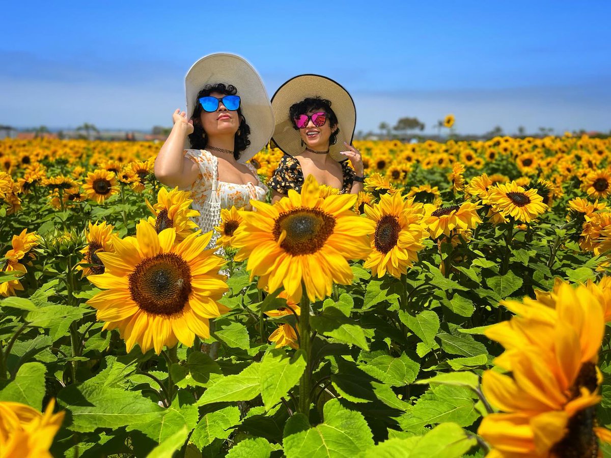 The Flower Fields tweet media