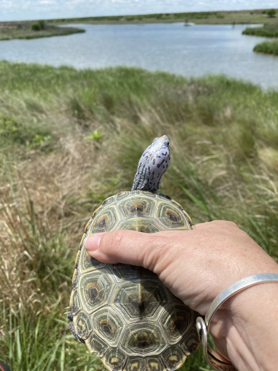 Great day releasing Terrapins on Poplar Island with South Shore, Rolling Knolls, Annapolis High and CATN! Said goodbye to J Albert Adams Academy’s turtle too! Back to their natural habitat!!!

#aacpsfamily #belonggrowsucceed #aacpsawesome #terrapinrelease #PoplarIsland
