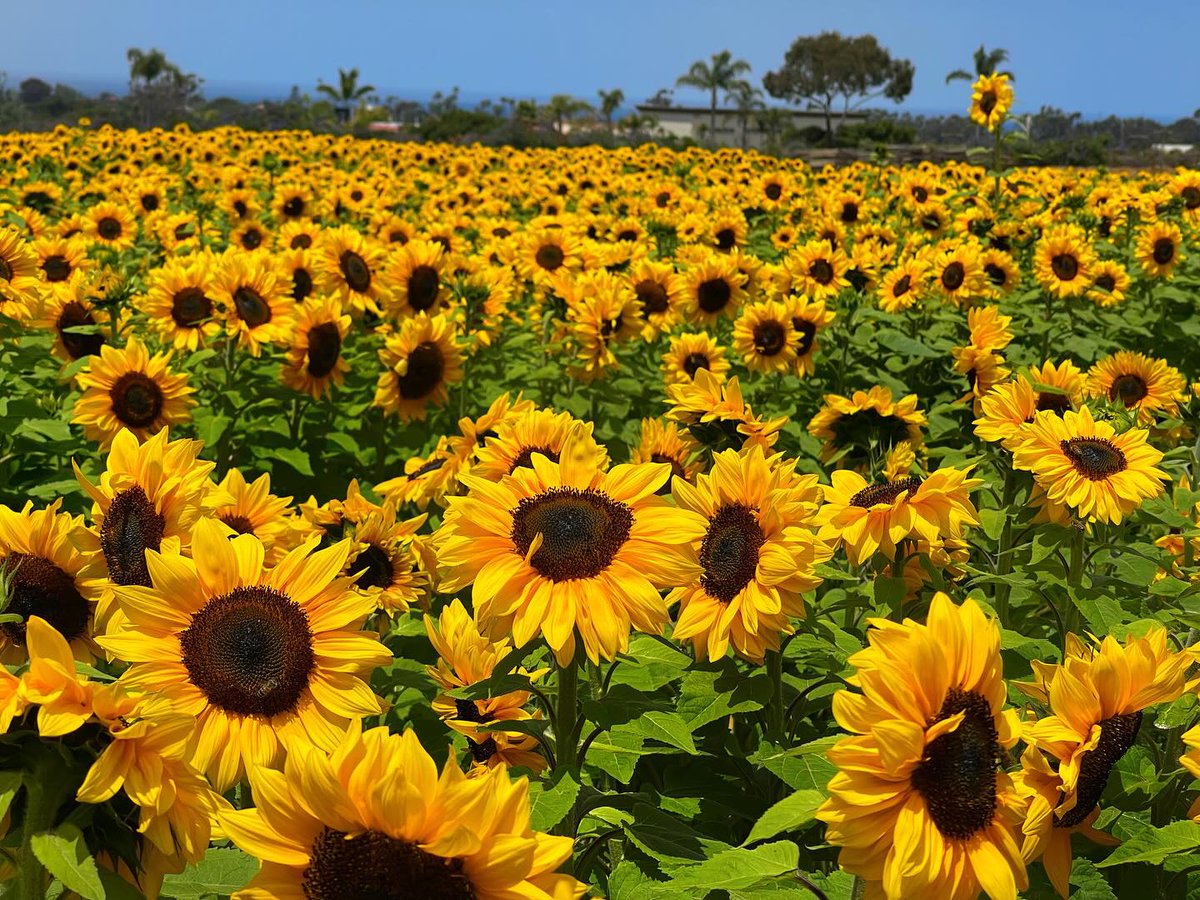 The Flower Fields tweet media