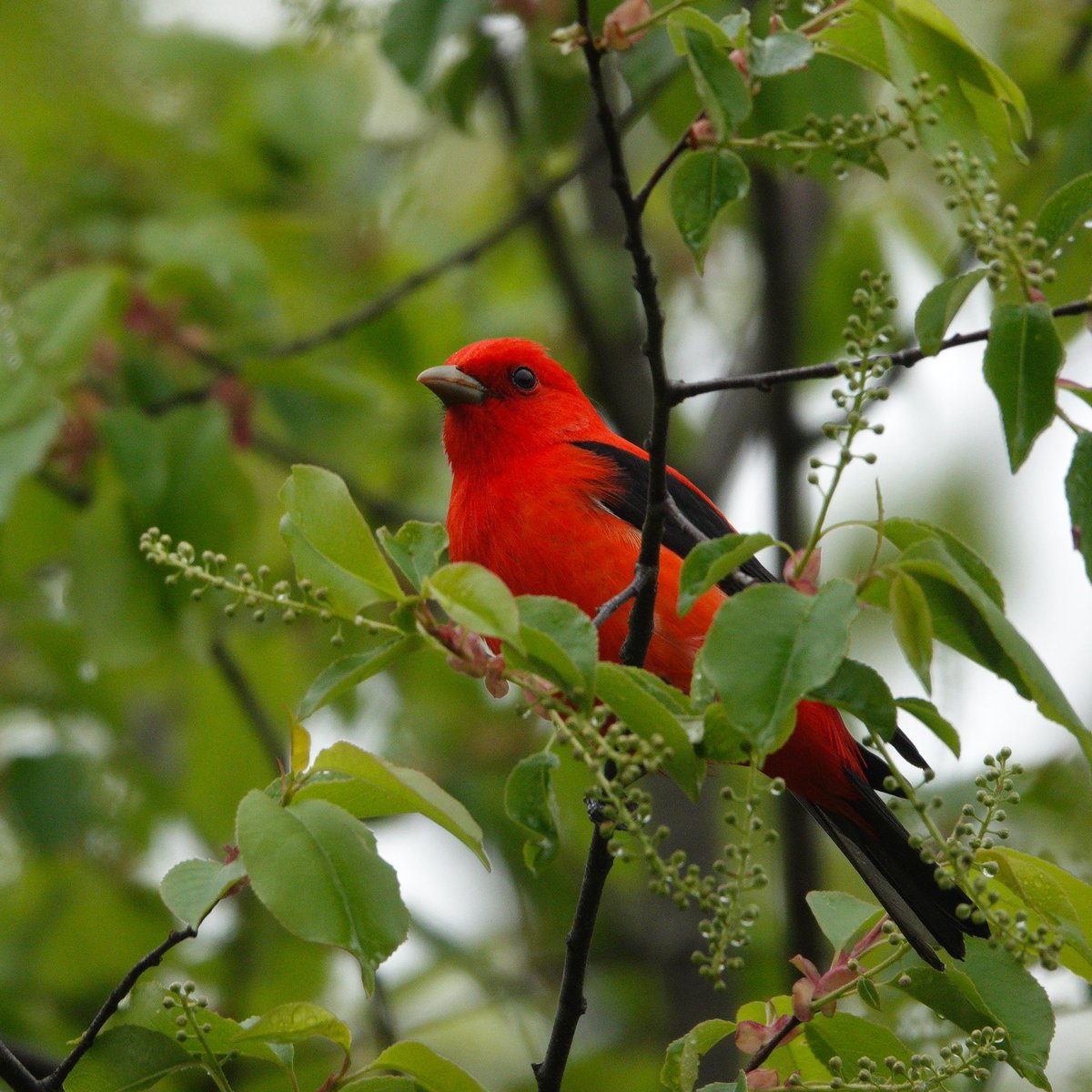 Another breathtaking Scarlet Tanager. Soon these brilliant gemstones of the trees will have moved on or will much harder to see. #scarlettanager #tanager #birding #songbirds #springmigration #natgeo #birdcp #birdcpp #birds #birdphotos #nature #natgeowild #urbanbirding #nyc