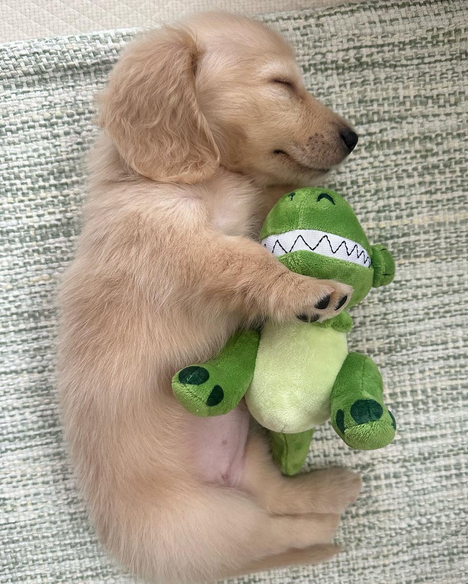This is Rinka. She loves her dinosaur friend. Likes having someone around who knows what it's like to have teeny tiny arms. 12/10