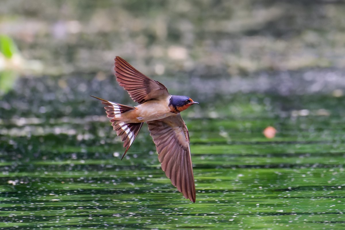 hubbnyc's tweet photo. Barn Swallow flying sorties over the Central Park Pool this afternoon
#barnswallow #birdcpp #springmigration2024 #birdphotography #nikonphotography https://t.co/FokXIatGJW