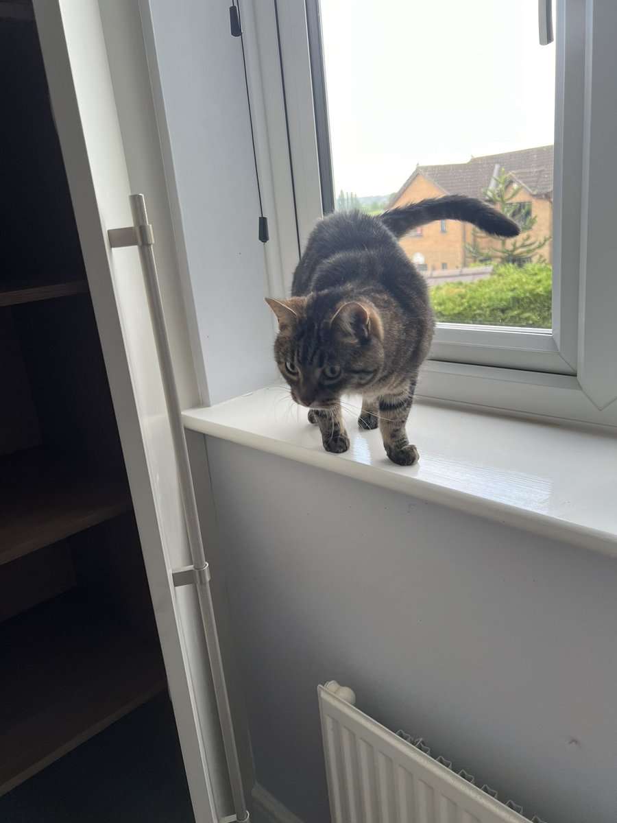 Well, I’ve had my work cut out for me, this week… mum’s been feeling poorly, so I’ve been looking after her. AND…the kitchen-man has been refitting a bedroom too, which has needed close supawvision! #Wordlepals…just look what I spotted on the window-ledge! 😹