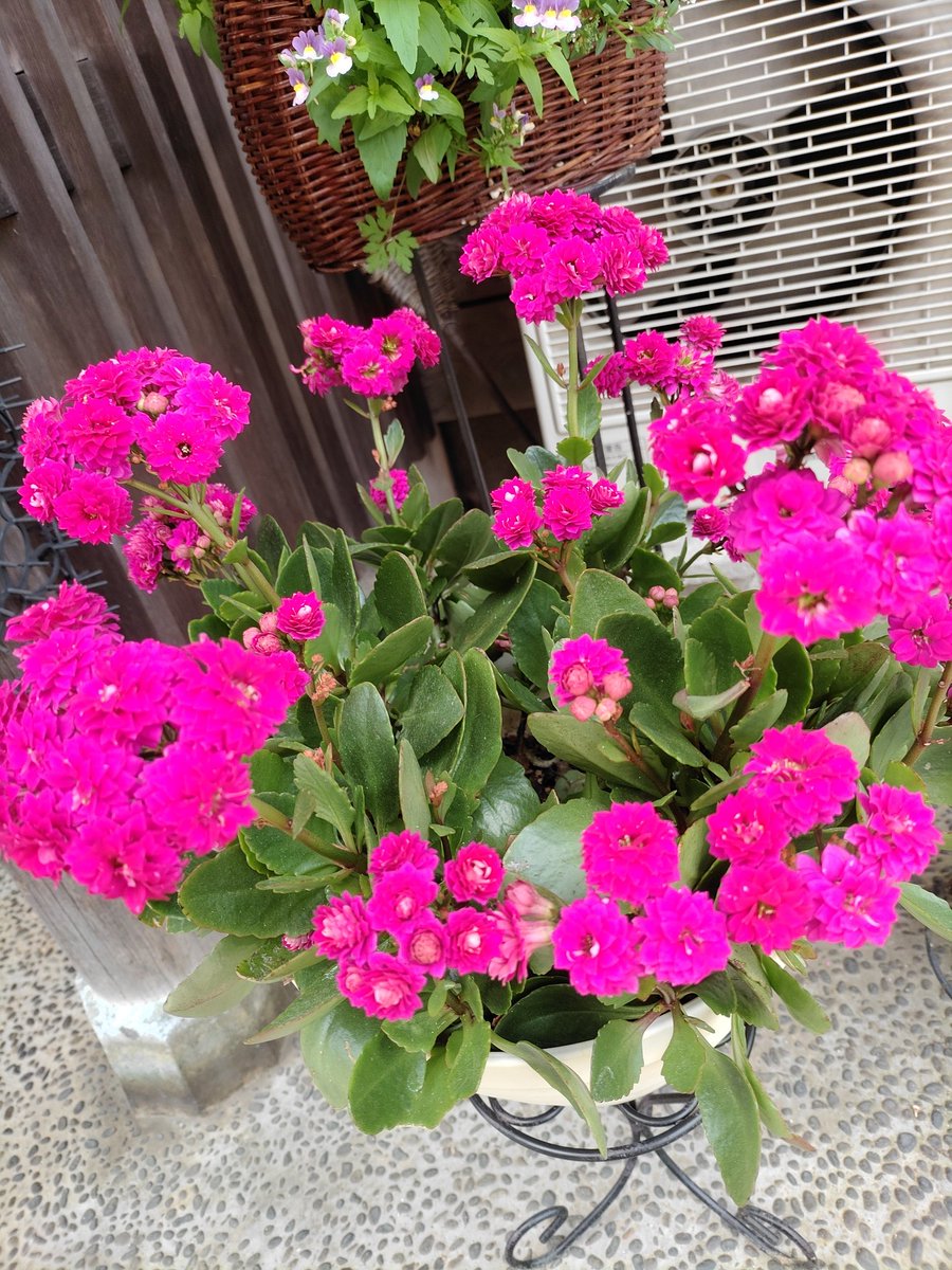 おはようございます☀
義母の葬儀をなんとか無事終えました
義母は９８歳でした
人生勉強色々させて頂いたと思います

今朝は我が家で満開になっている八重のカランコエの花を
赤い色が好きでした🙏💕