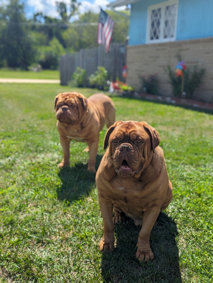 mafia_mastiff's tweet photo. The Mastiff Mafia Bubba and Oscar are French Mastiffs or Dogue De Bordeaux Brothers. France's oldest living breed with the biggest heads to body in the dog world. They're just big puppies to me 😊 Have a great night my friends. 🙌🐾🇺🇸🐾 #BigPups 
@SeanSean252 https://t.co/2iq2YEWFWJ