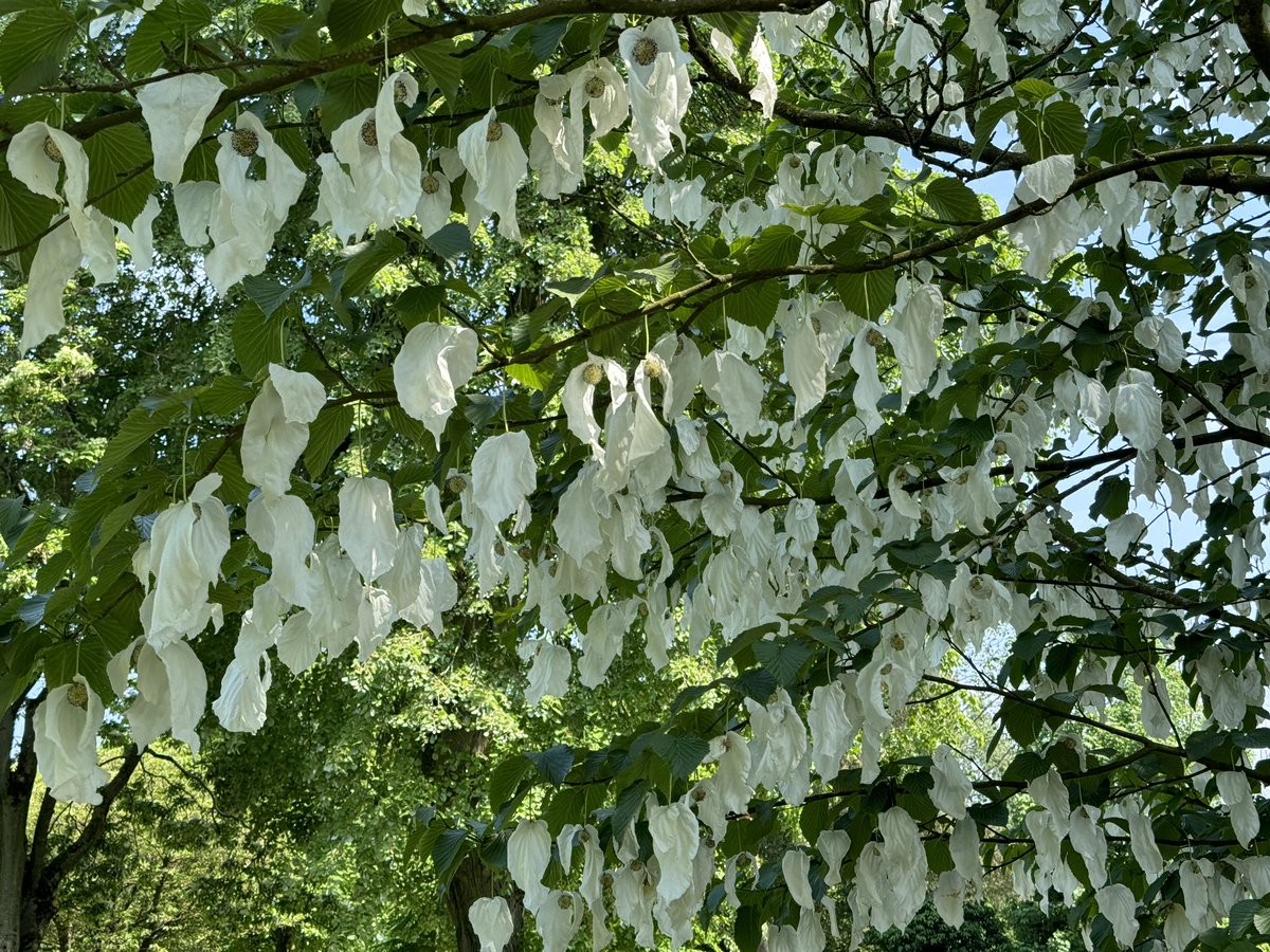 Handkerchieves all pegged out! Seems a good year for Davidia involucrata flowers.