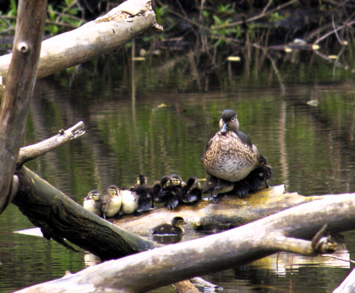 High Park Nature Centre tweet media