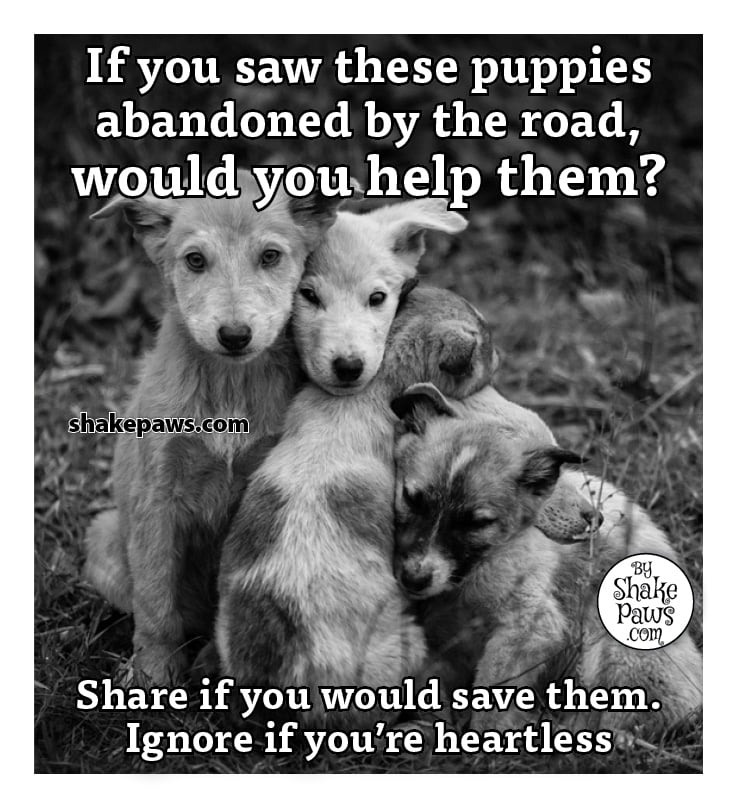 Please don't ignore any animal in need.