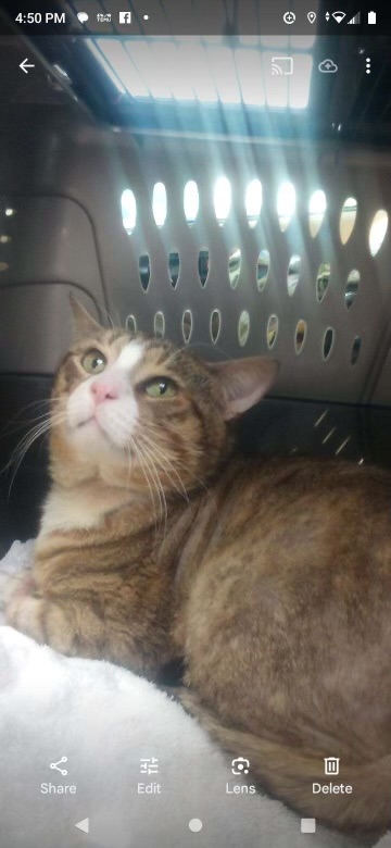 1/2 FOR ARMSTRONG ARMSTRONG is safe 💖🙌😺🙌💖and has been rescued by CAT ASSISTANCE NY🥳 Thank you so much to all who shared and pledged. @708Diogenes 25+50+25+50+25+25=200 @dprnesq 10+20+10+10=50 @jomac23532643 10 @Eneles53 50 @LESLIEBEL837 10 @esthersonny1 20+10+10+10=50