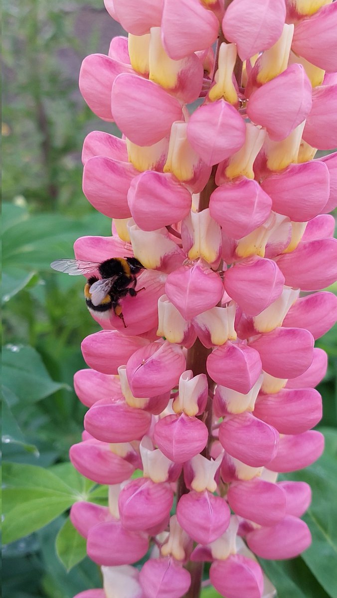 Om de dag af te sluiten. Dat de zon vooral mag gaan schijnen voor de bijen. Minder pesticiden en meer ecologische landbouw.