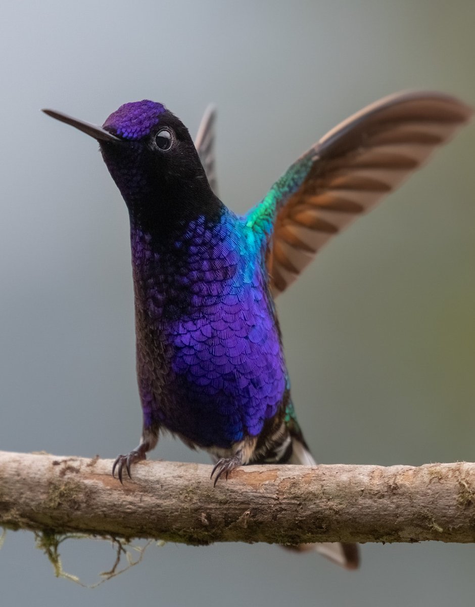 El siete colores. Colombia país de aves.