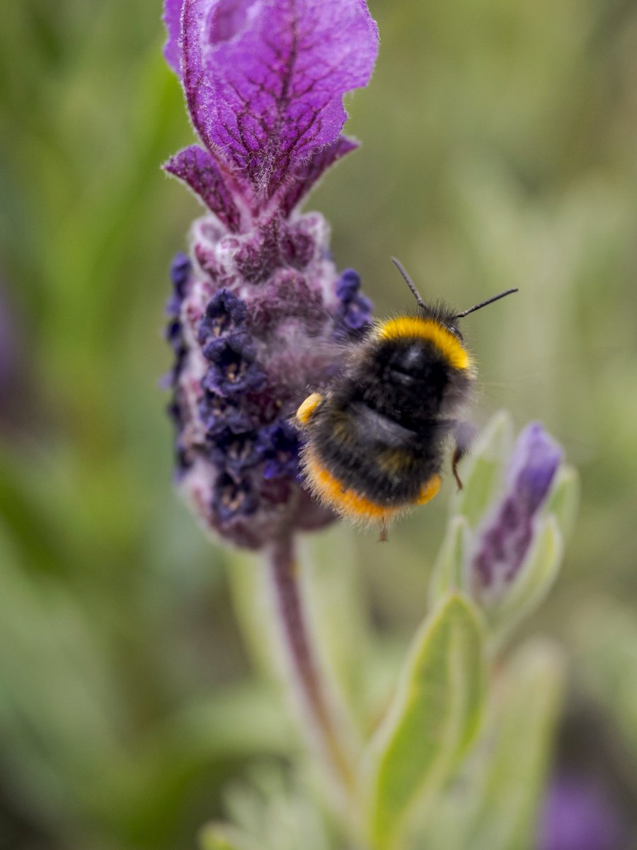 A happy bee #Togtweeter #ThePhotoHour #snapyourworld #flowers #plants #flowerphotography #NaturePhotography #nature #bee #hoverfly #bumblebee