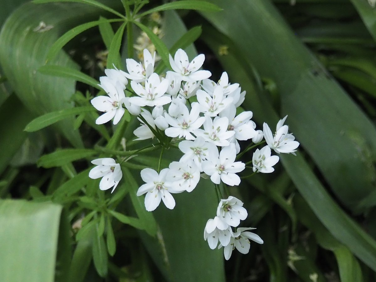 Pure white flowers of Neapolitan garlic, Allium neapolitanum. Bulbous. #GardeningTwitter #GardeningX