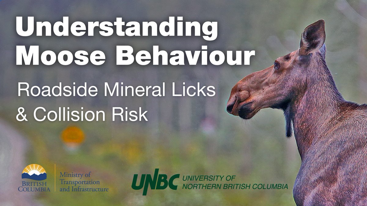 Why did the moose cross the road? To get to a mineral lick on the other side! UNBC graduate Candyce Huxter worked with @TranBC on a video sharing knowledge about moose behaviour at roadside mineral licks. Watch the video at: youtube.com/watch?v=eMW2EW… #ThisIsUNBC