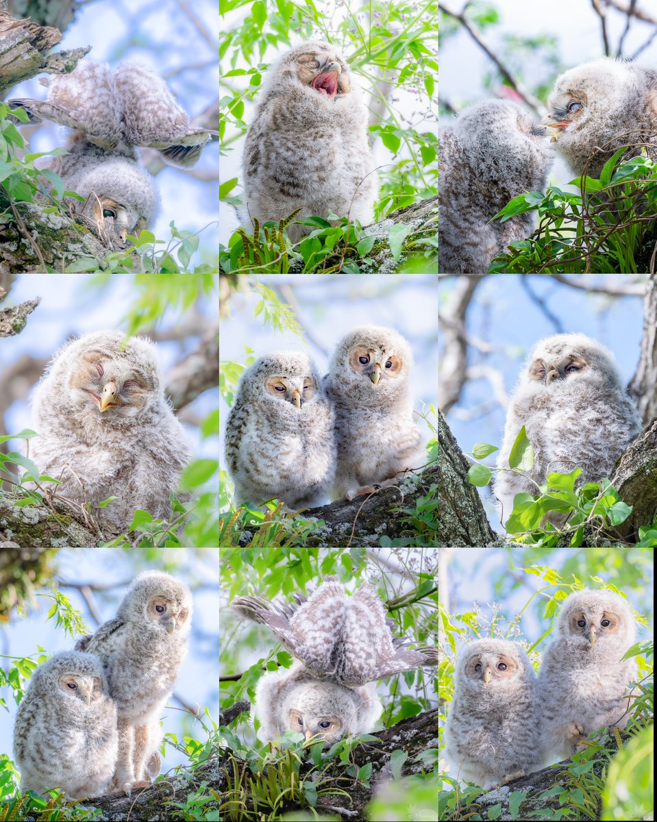 フクロウの幼鳥ハイライト

ぶち可愛えぇ...！( *ﾟ∀ﾟ)=3 ﾊﾌﾝﾊﾌﾝ

#Owl #UralOwl
#OMSYSTEM @omsystem_jp