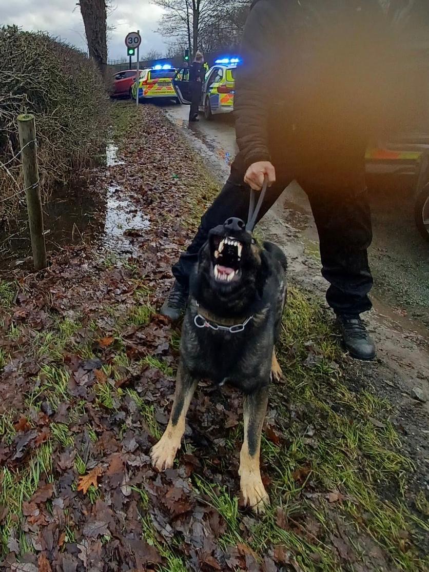 ChNWPoliceDogs's tweet photo. PD Lex assisted Warrington LPU this evening by locating and detaining a male wanted for various offences with a weapon. He surrendered when confronted with Lex who later went and found the hidden weapon nearby.

#PDLex #NowhereToHide https://t.co/mqbZjCejFW