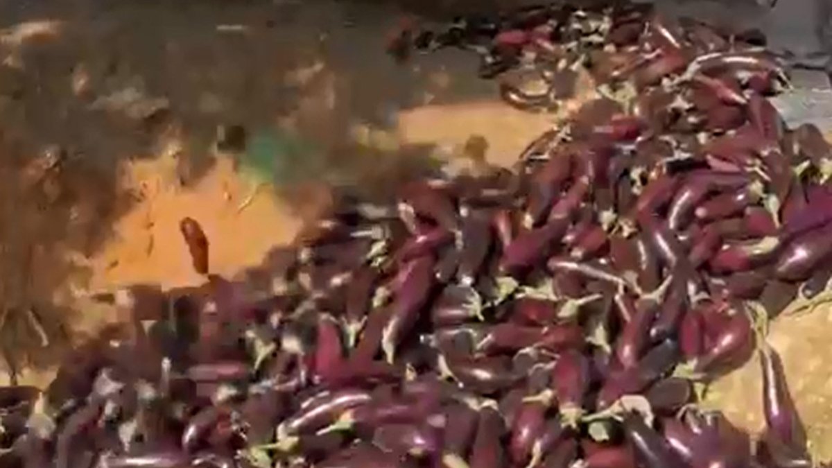 🔥 Düşük fiyat veren komisyonculara kızıp bir kamyonet patlıcanı çöpe döktü: Antalya'da bir çiftçi, kamyonetin kasasına yüklediği patlıcanları komisyoncular düşük fiyat verince çöpe döktü. Çiftçi, komisyoncuların ürünün fiyatını düşürmek için bahaneler… krttv.com.tr/gundem/dusuk-f…