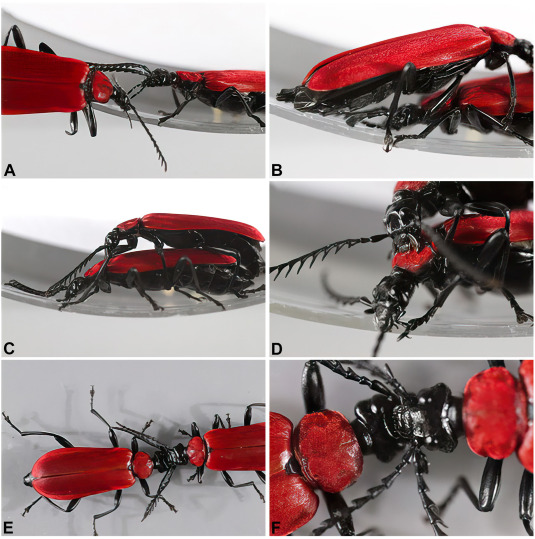 #LiteratureNotice Molfini et al. The cranial apparatus glands of the canthariphilous Pyrochroa coccinea (#Coleoptera: #Pyrochroidae: Pyrochroinae), and their implications in sexual behaviour. doi.org/10.1016/j.asd.… #Beetle #Beetles #FireColouredBeetle #BehaviourEcology