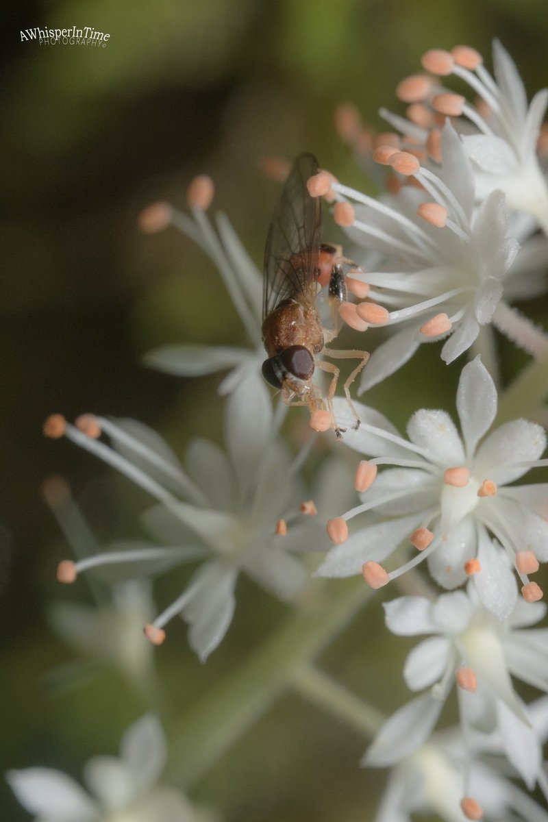 Enjoying some pollen.
#MacroPhotography #Macro
#BelowTheKneesPhotograpy #ExploreTheWorldBeneathYourKnees
#NatureIsBeautiful
#FallinLoveWithNature #LearnToLoveNature #ExploreNature #ExploreTheWorld #Outdoors #Hiking
#Photoging #NaturePhotography
#Happiness #Peace #GypsySoul