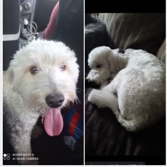 #PERDIDO #QUITO
Nombre: #AKAMARU
Fecha: 11/05/24
Sector: Norte, Tumbaco, La Tola Chica
Sexo: Macho
Raza: Mestizo
Observación: Pelaje color blanco, collar negro sin placa
Contacto: 0991322174
¡Ayúdalo a volver con su familia!
#AlertaMePerdí