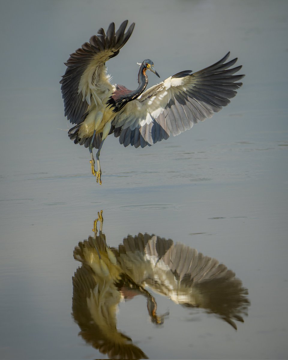 Incoming Tri-colored Heron #photography #naturephotography #wildlifephotography #thelittlethings