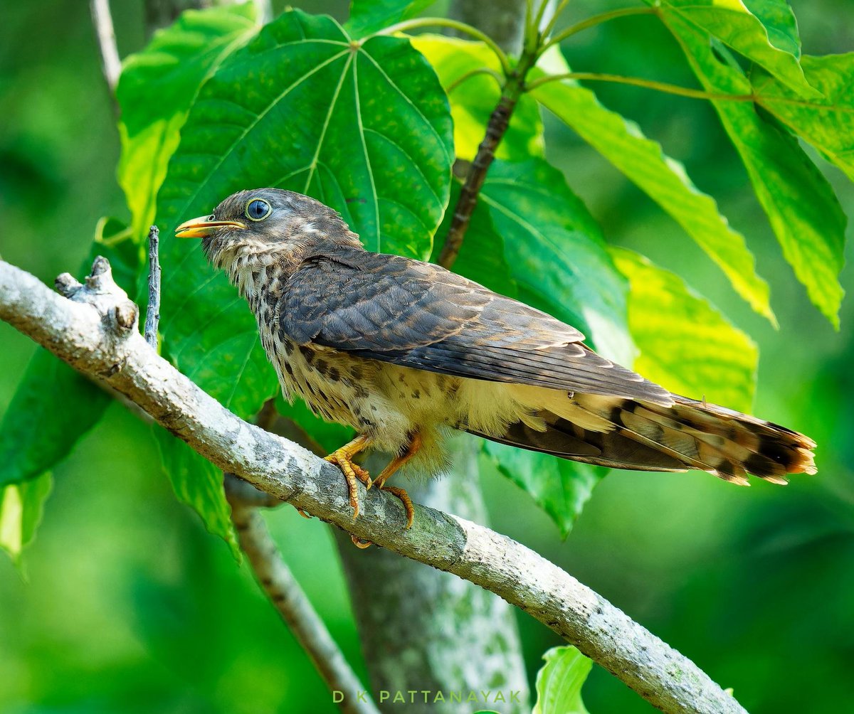 Common Hawk-Cuckoo (Hierococcyx varius) juvenile, still in the care of Jungle Babbler (Argya striata) parents. This species is a brood parasite of babblers. It was funny to see birds far smaller pampering/feeding this big youngster. #IndiAves #ThePhotoHour