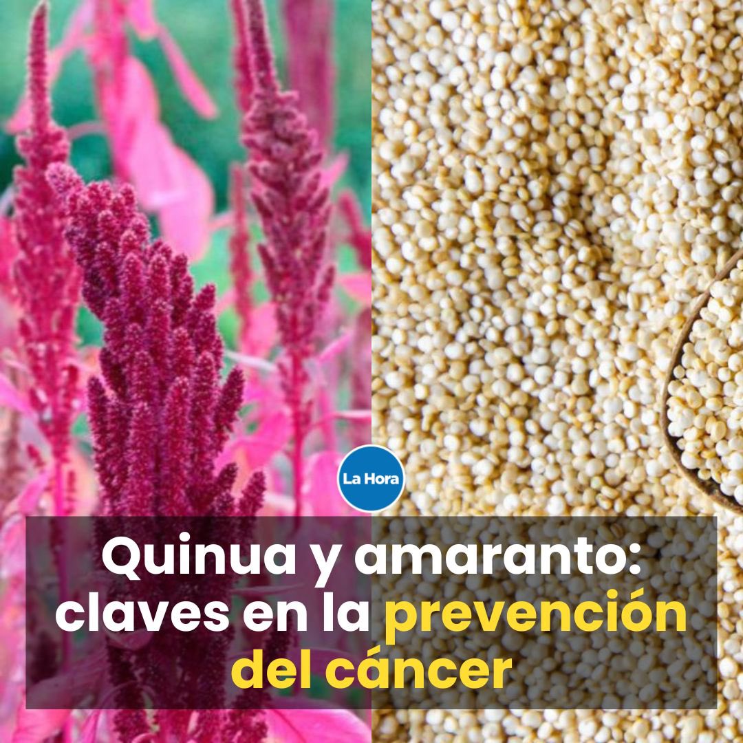 La quinua y el amaranto 🌾 son conocidos por sus múltiples usos medicinales, incluyendo su contribución en la lucha contra el cáncer 👀. Más detalles 👉 bit.ly/3K6aWIX