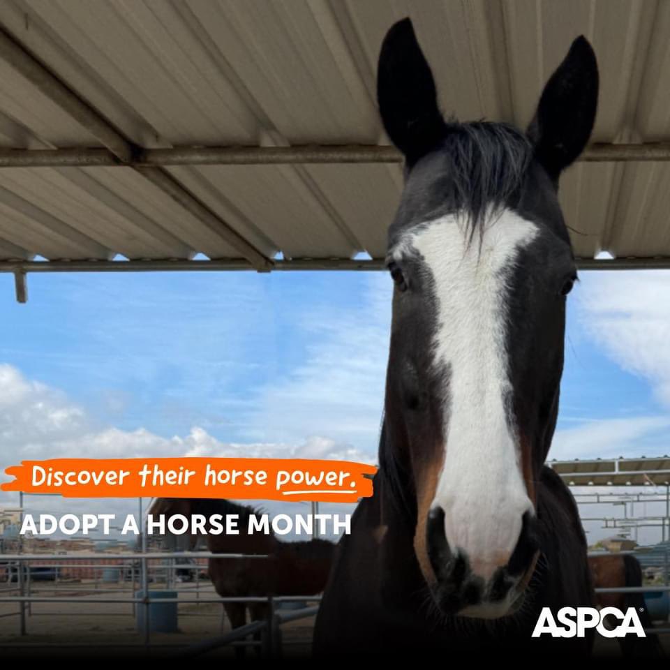 🚨 #newpalalert 😍

Meet Big Boy! He’s a 16.2 #Thoroughbred who’s ready to get started on his new adventures! 🎉
We are so happy to get to welcome him to our herd! 🏇🐎❤️
#ThoroughbredThursday #RightHorse @ASPCApro @ASPCA 🧡🐴🧡
#AdoptAHorseMonth