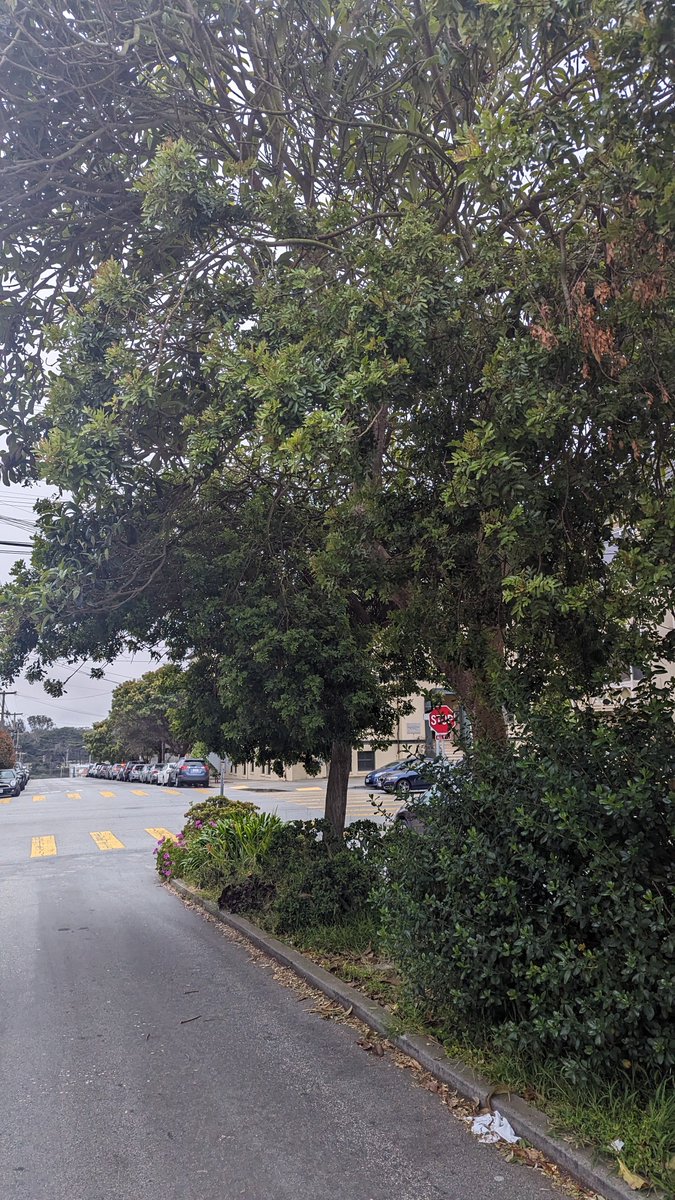 Wondering why 39th Ave. @ Anza with its lovely tree median isn't replicated elsewhere in the avenues. Also wondering how it came to be in the first place? It's clear proof that all the streets out there are wide enough to add their own tree medians.