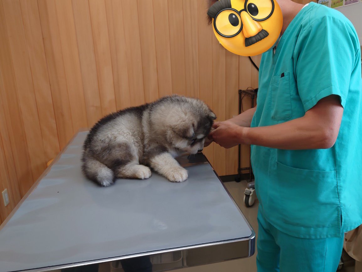 #TLをかわいい子が通ります見た人もやってみて

💉

#alaskanmalamute