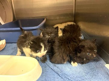 Four tiny kittens all in a bunch
need our help before the crunch!
Kitten season in #MariettaGA is here
& as bad as any I truly fear! 
Pledges needed to get them out
& that's what this plea is about!
$400 needed to save them all
so please won't you heed the call! 🙏
VERY URGENT!