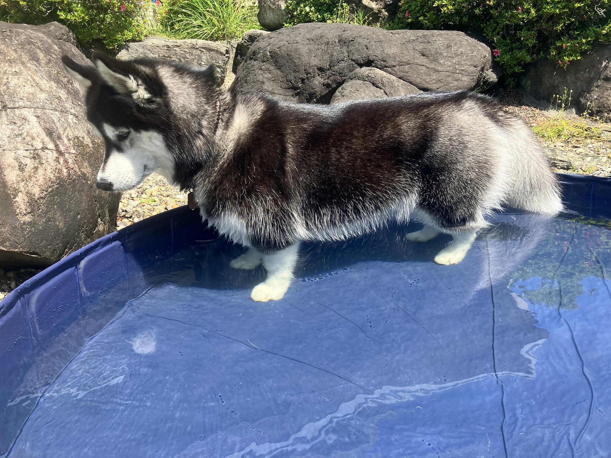 Apollo&Cosmo | 悪さをして顔から着地した犬🤎 ③転ぶ前の