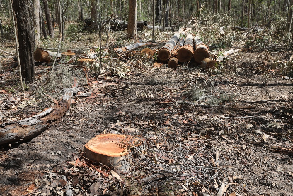 Australia is the only developed nation named as a 'global deforestation hotspot', and NSW is the worst-ranked state in the country. 

Every year, 50 million trees and an area the size of Newcastle are destroyed. Countless animals, including koalas, gliders, possums, and birds,