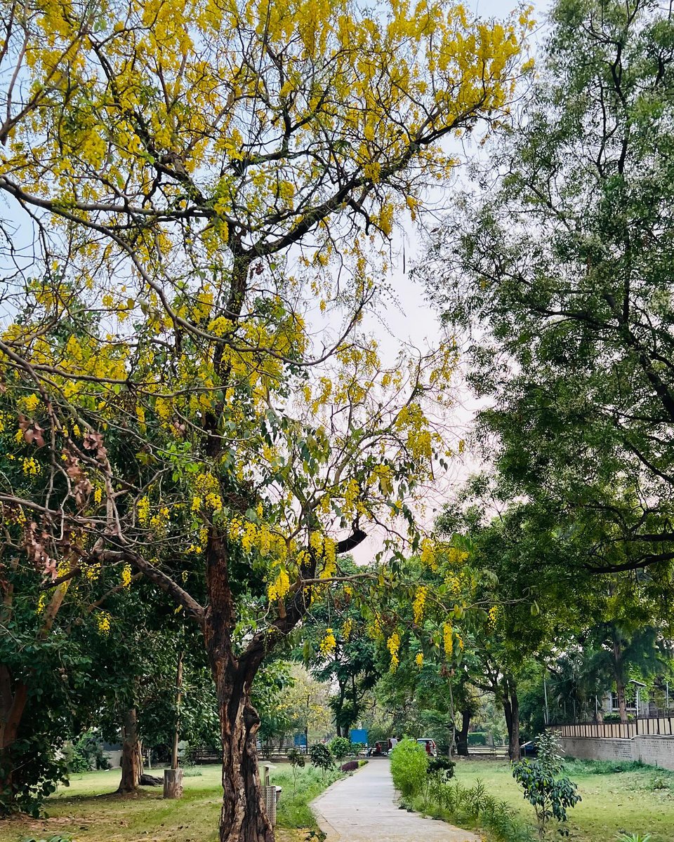 Chandigarh is Yellow these days🌼🍂💛
.
Credit: Shades of Chandigarh 🍁 
#sukhnalake #photography #chandigarhtourism #fountains #eveningvibes #explore #trending #awesomechandigarh #punjabwaley #chandigarh #chandigarh💓 #chowk